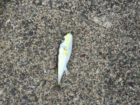 サイトでテクニカルに