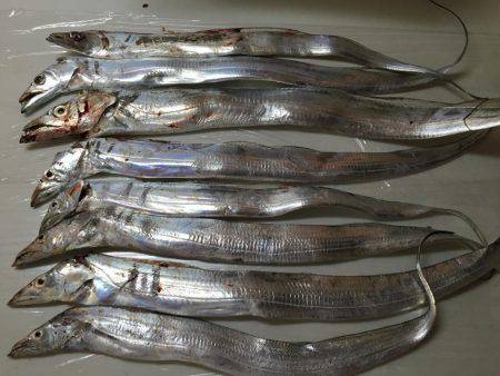 刀狩り サイズはイマイチ