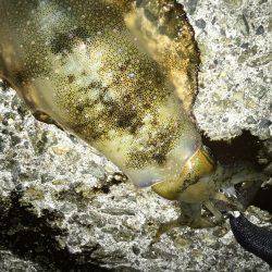 三連休エギング