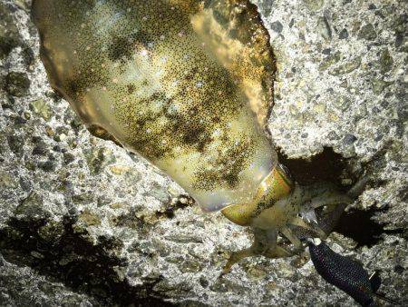 三連休エギング