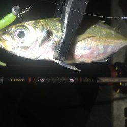 行けるうちに鱗付け‼️