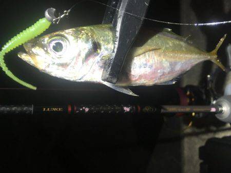 行けるうちに鱗付け‼️