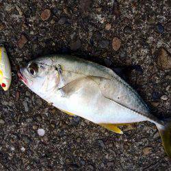 メッキの溜まり場