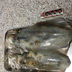 なんとかアオリイカ