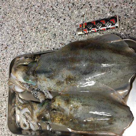 なんとかアオリイカ