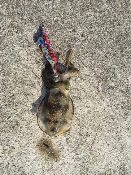 またまた中紀へ