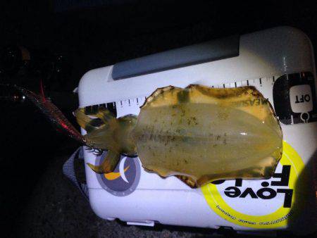 エギングジギング