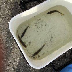 大賑わい食コン