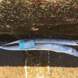 タチウオは好調