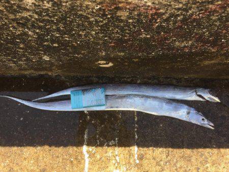 タチウオは好調