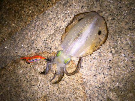 同僚君と新子調査