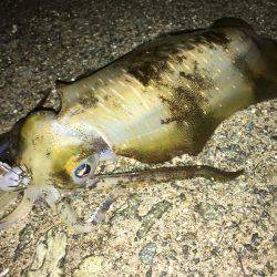 エギングバトル