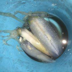 雨の中でのボートエギング