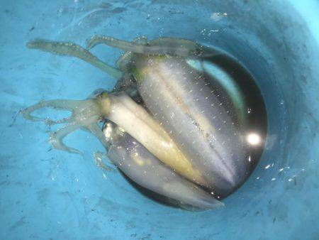 雨の中でのボートエギング