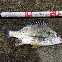 キビレ釣れました