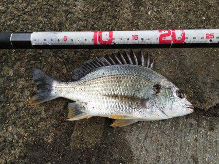 キビレ釣れました