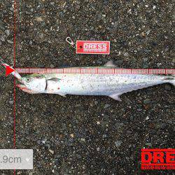 サゴシがおった、、、