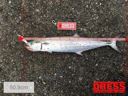 サゴシがおった、、、