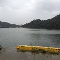 ウルメイワシ、アジ、チヌ