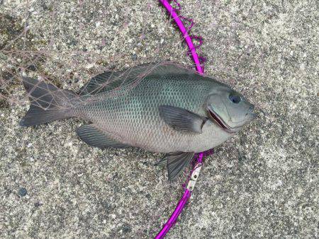 水温さがったのか？