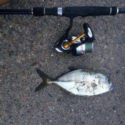 メッキと珍しい魚