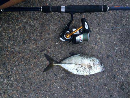 メッキと珍しい魚