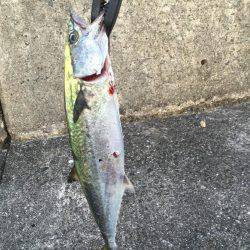 岸和田一文字釣行