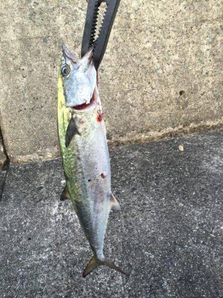 岸和田一文字釣行