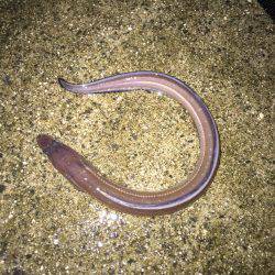 楠漁港  雨中釣行