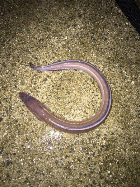 楠漁港  雨中釣行