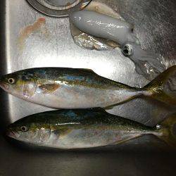 久しぶりの青物