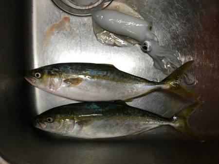 久しぶりの青物