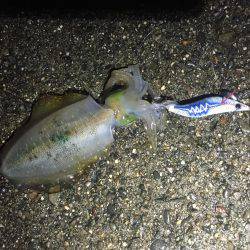 秋イカエギング