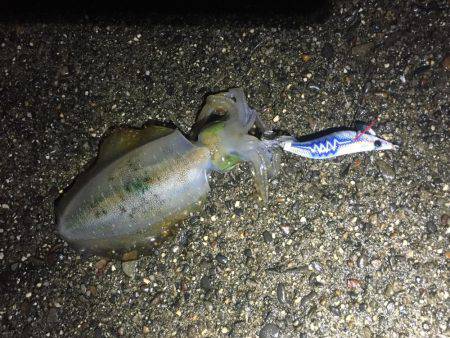 秋イカエギング