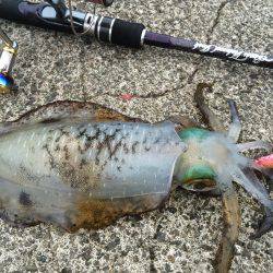 夕マヅメ強風エギング