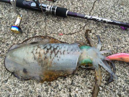 夕マヅメ強風エギング