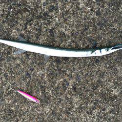 秋口のフカセ満喫