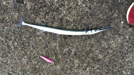 秋口のフカセ満喫