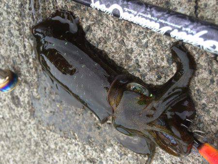 ウネリエギング