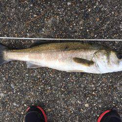 帰り際のシーバスヒット!