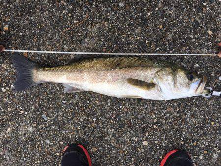 帰り際のシーバスヒット!