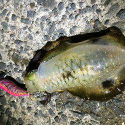 寝る前の短時間(笑)