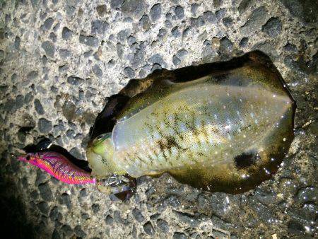 寝る前の短時間(笑)