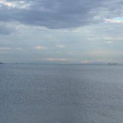 何とかサゴシちゃんゲット