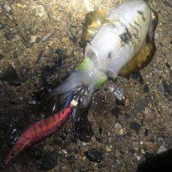 釣果の違い‼️