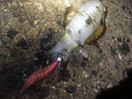 釣果の違い‼️