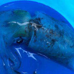 アオリイカちゃん