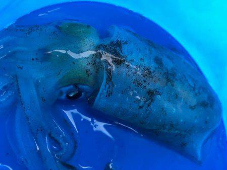 アオリイカちゃん