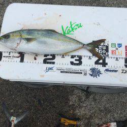 青物フィーバー