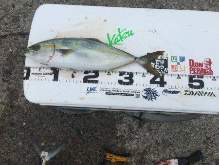 青物フィーバー